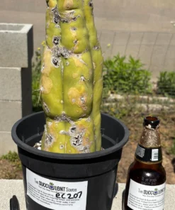 Trichocereus huanucoensis 'Jiimz P7' – Getopfter Huanucoensis-Kaktus