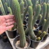 Trichocereus Hybrid – Exakte Kaktus-Stecklinge