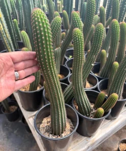 Trichocereus Hybrid – Exakte Kaktus-Stecklinge