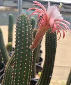 Trichocereus Hybrid – Exakte Kaktus-Stecklinge
