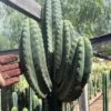 Trichocereus Hybrid 'Scop × HZ Dynamo' – Exakte Kaktus-Stecklinge