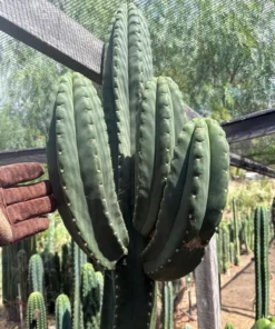 Trichocereus Hybrid 'Scop × HZ Dynamo' – Exakte Kaktus-Stecklinge