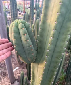 Trichocereus Hybrid 'Scop × HZ Dynamo' – Exakte Kaktus-Stecklinge