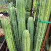 Trichocereus pachanoi 'Nuestra Bonita' – San Pedro Kaktus Stecklinge & getopfte Pflanzen