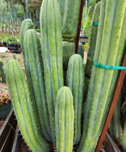 Trichocereus pachanoi 'Nuestra Bonita' – San Pedro Kaktus Stecklinge & getopfte Pflanzen