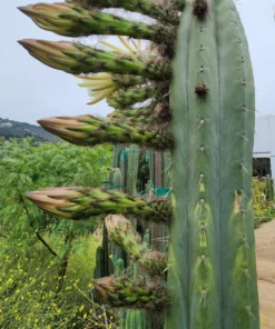 Trichocereus pachanoi 'Nuestra Bonita' – San Pedro Kaktus Stecklinge & getopfte Pflanzen