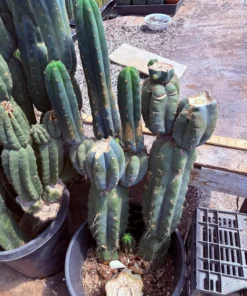 Trichocereus huanucoensis 'Jiimz Huanu / P7' – Exakte Kaktus-Stecklinge