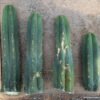 Trichocereus huanucoensis 'Jiimz Huanu / P7' – Exakte Kaktus-Stecklinge