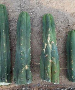 Trichocereus huanucoensis 'Jiimz Huanu / P7' – Exakte Kaktus-Stecklinge