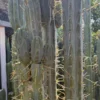 Trichocereus Hybrid 'Peruvianus