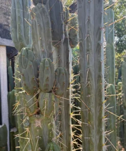 Trichocereus Hybrid 'Peruvianus