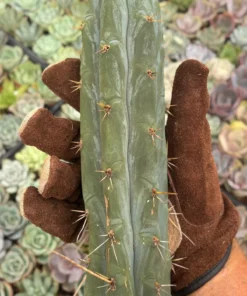 Trichocereus Hybrid 'Peruvianus