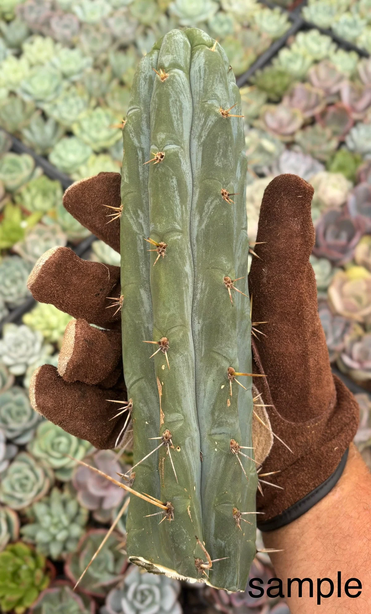 Trichocereus Hybrid 'Peruvianus