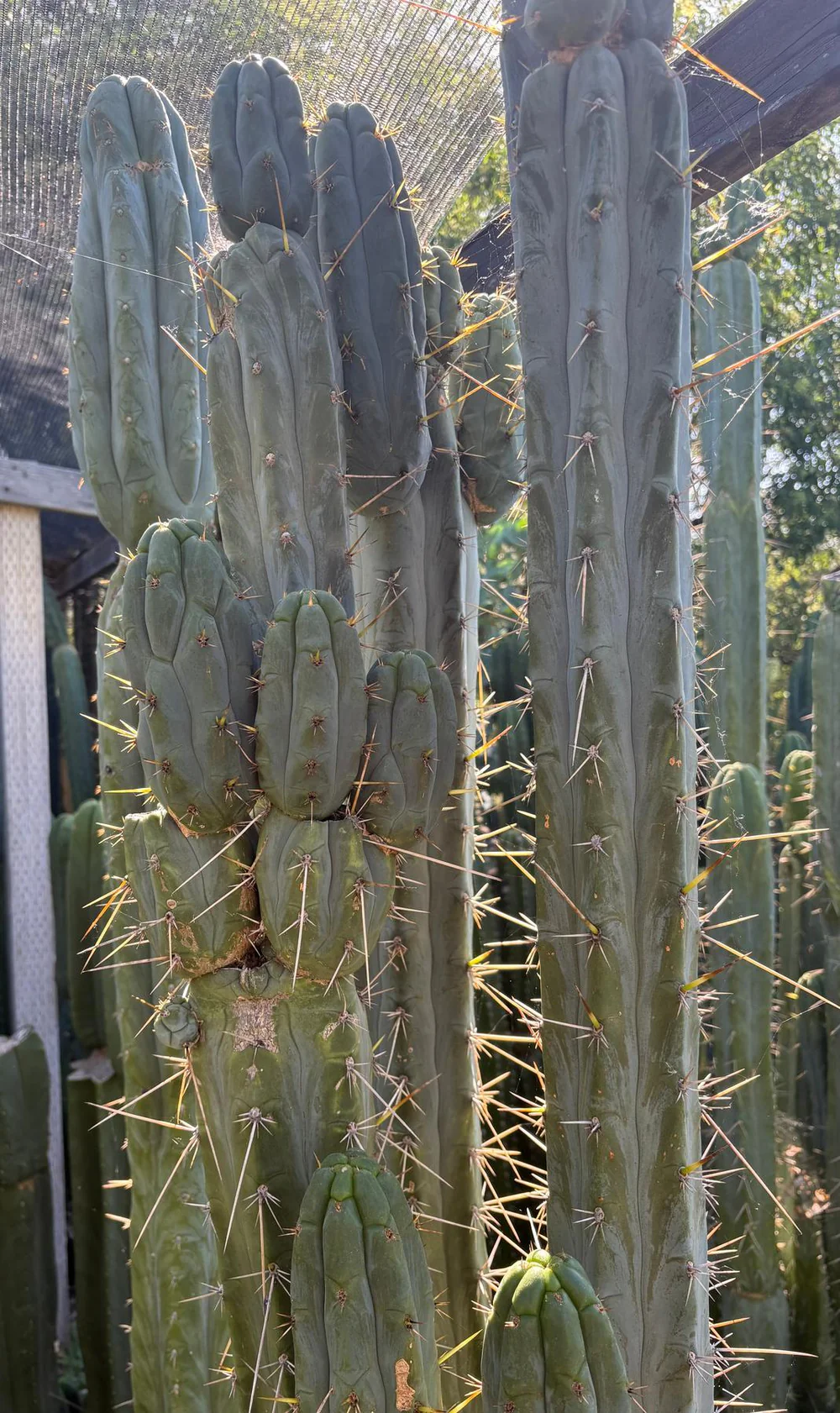 Trichocereus Hybrid 'Peruvianus