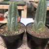 Trichocereus huanucoensis 'Huan Depot' – Getopfte Huanucoensis-Kakteen