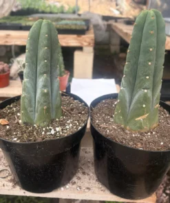 Trichocereus huanucoensis 'Huan Depot' – Getopfte Huanucoensis-Kakteen