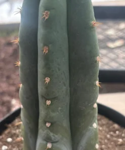 Trichocereus huanucoensis 'Huan Depot' – Getopfte Huanucoensis-Kakteen