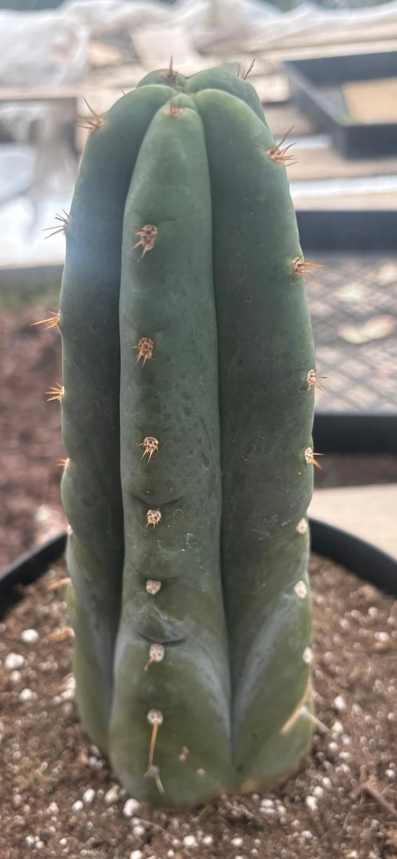 Trichocereus huanucoensis 'Huan Depot' – Getopfte Huanucoensis-Kakteen