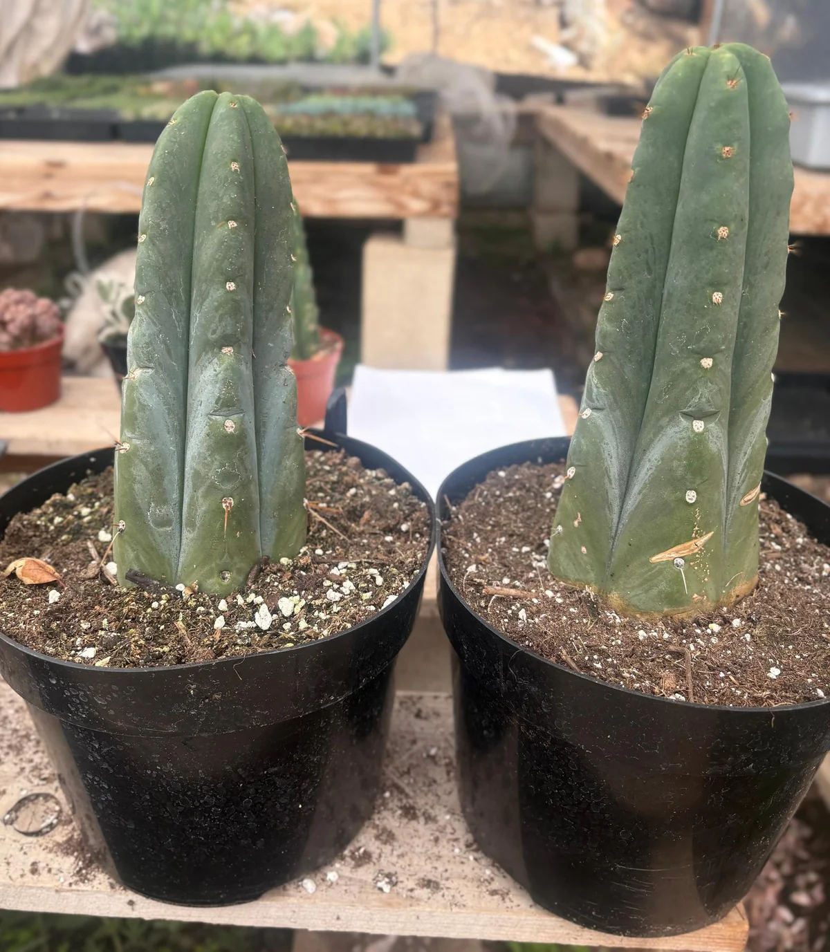 Trichocereus huanucoensis 'Huan Depot' – Getopfte Huanucoensis-Kakteen