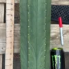trichocereus Hybrid