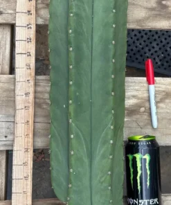trichocereus Hybrid