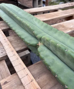 trichocereus Hybrid