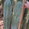 Trichocereus peruvianus 'TSS Blue Peru' – Exakte Peruvianus-Kaktus-Stecklinge