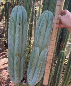 Trichocereus peruvianus 'TSS Blue Peru' – Exakte Peruvianus-Kaktus-Stecklinge
