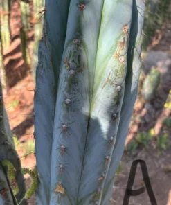 Trichocereus peruvianus 'TSS Blue Peru' – Exakte Peruvianus-Kaktus-Stecklinge