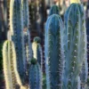 Trichocereus peruvianus 'Storage Yard' – Exakte Kaktus-Stecklinge