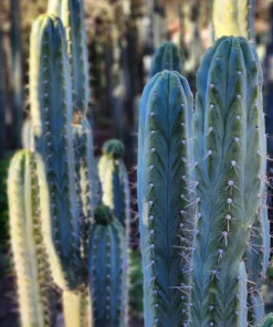 Trichocereus peruvianus 'Storage Yard' – Exakte Kaktus-Stecklinge