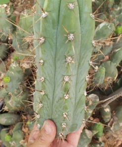 Trichocereus peruvianus 'Storage Yard' – Exakte Kaktus-Stecklinge