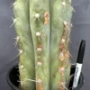 Trichocereus peruvianus 'TSS Blue Peru' – Getopfte Peruvianus-Kakteen