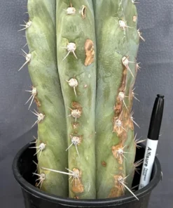 Trichocereus peruvianus 'TSS Blue Peru' – Getopfte Peruvianus-Kakteen