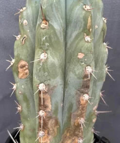 Trichocereus peruvianus 'TSS Blue Peru' – Getopfte Peruvianus-Kakteen