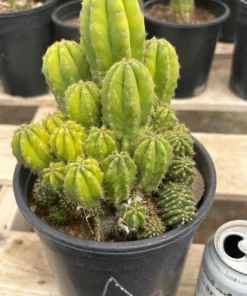 Trichocereus Scopulicola × TPC – Getopfte Hybrid-Kakteen