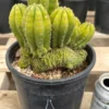 Trichocereus Scopulicola × TPC – Getopfte Hybrid-Kakteen