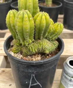 Trichocereus Scopulicola × TPC – Getopfte Hybrid-Kakteen
