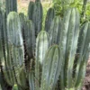 Trichocereus peruvianus 'Victoria' – Peruvianus Kaktus-Stecklinge