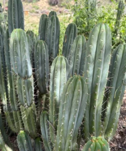 Trichocereus peruvianus 'Victoria' – Peruvianus Kaktus-Stecklinge