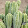 Trichocereus peruvianus 'Rancho' – Peruvianus Kaktus-Stecklinge & getopfte Pflanzen