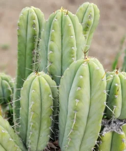 Trichocereus peruvianus 'Victoria' – Peruvianus Kaktus-Stecklinge