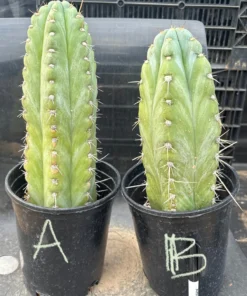 Trichocereus peruvianus