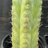 Trichocereus peruvianus