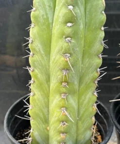 Trichocereus peruvianus