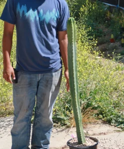 San Pedro Kaktus (Echinopsis pachanoi)