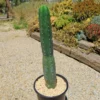 San Pedro Kaktus (Echinopsis pachanoi)