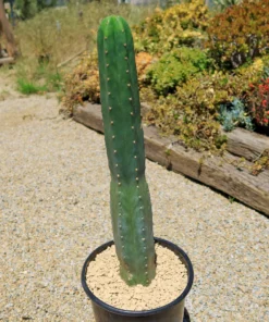 San Pedro Kaktus (Echinopsis pachanoi)