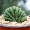 Crested San Pedro Kaktus (Echinopsis pachanoi cristata)