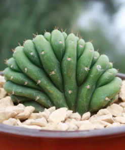 Crested San Pedro Kaktus (Echinopsis pachanoi cristata)